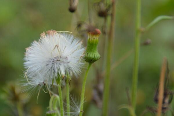 蒲公英采摘的最佳時間，8-9月采摘營養(yǎng)價值最高