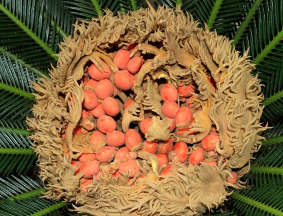 鐵樹果的功效與作用，化濕降濁、健脾和胃、去痰止咳