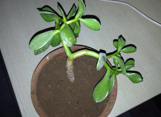 玉樹怎么扦插，玉樹扦插方法圖解(存活率100%）