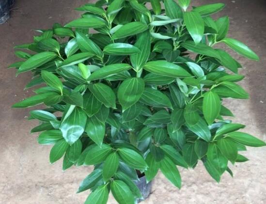 平安樹圖片，平安樹開花圖片