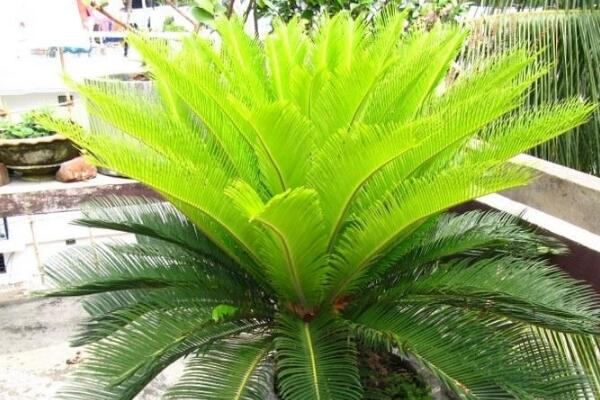 鐵樹能不能開花，開花寓意著大吉大利（能開花）