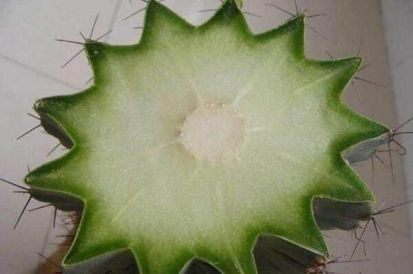 仙人球的繁殖方法，以下三種繁殖方法必須要掌握