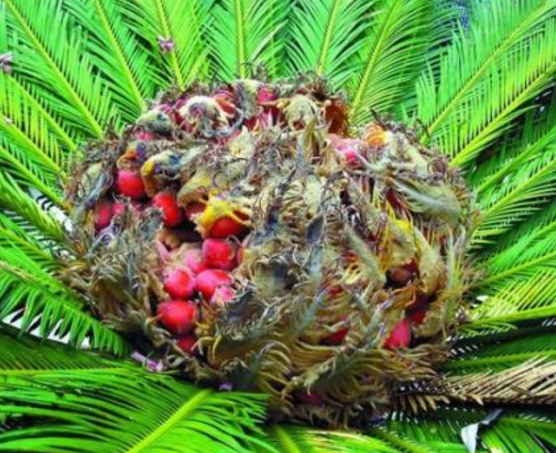 鐵樹果的功效與作用，化濕降濁、健脾和胃、去痰止咳