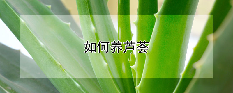 如何養(yǎng)蘆薈