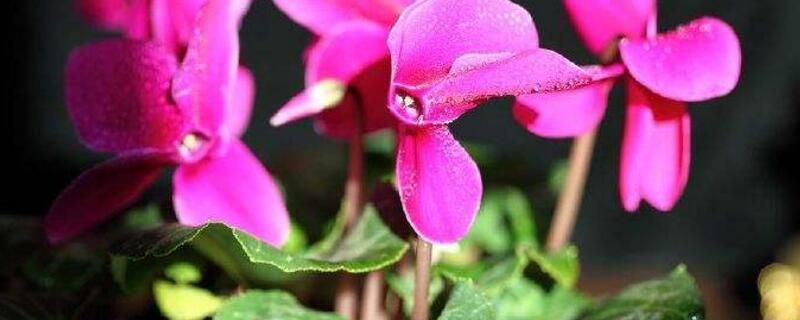 仙客來(lái)蔫了怎么補(bǔ)救