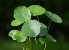 銅錢草適合室內(nèi)養(yǎng)嗎，雖然可以養(yǎng)但是要注意以下幾點