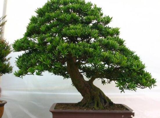 羅漢松什么品種最好，盤點(diǎn)最珍貴且珍稀四種品種