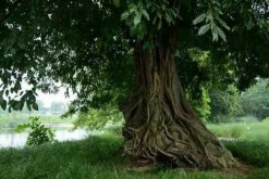 榕樹(shù)的風(fēng)水禁忌，榕樹(shù)不容人(迷信說(shuō)法)