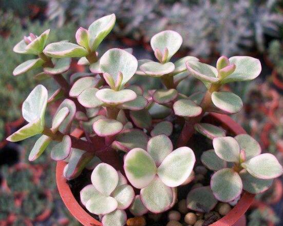 雅樂之舞的養(yǎng)殖方法和注意事項，老農(nóng)總結(jié)最實用八大養(yǎng)殖方法