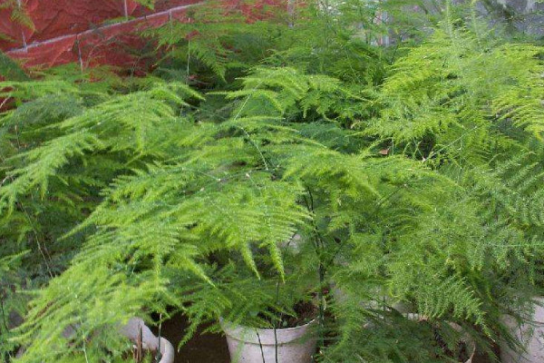 文竹夏天葉子發(fā)黃怎么辦