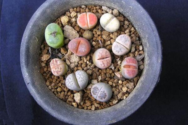 生石花種下后怎么澆水，不要立即澆水容易造成感染