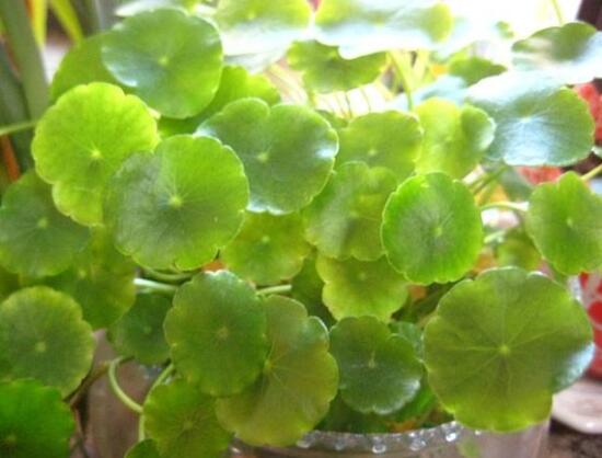 銅錢(qián)草葉子邊緣干枯，銅錢(qián)草葉子發(fā)黃怎么辦