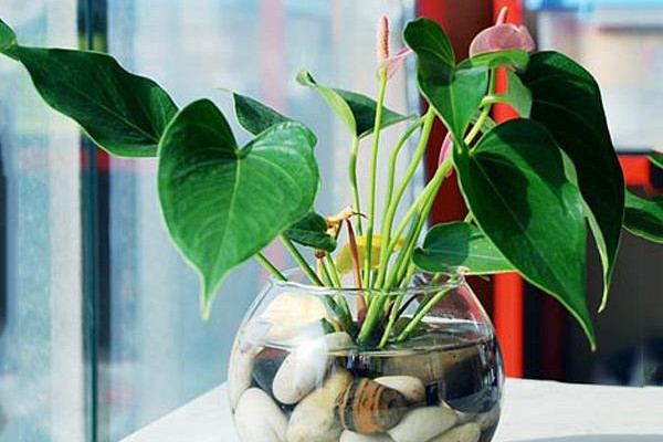 紅掌水培養(yǎng)殖方法，控制濕度是重中之重