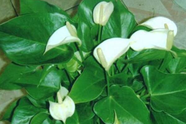 一帆風(fēng)順葉子發(fā)黃是什么原因