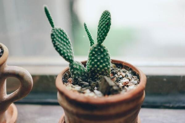 仙人掌爛半截怎么辦，切除發(fā)爛組織、換土消毒重新栽培