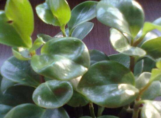 碧玉花的扦插方法圖解，教你五個(gè)扦插便可爆盆好方法