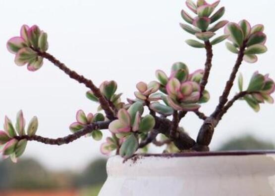 雅樂(lè)之舞怎么養(yǎng)能開(kāi)花，只需要五個(gè)步驟花開(kāi)爆盆