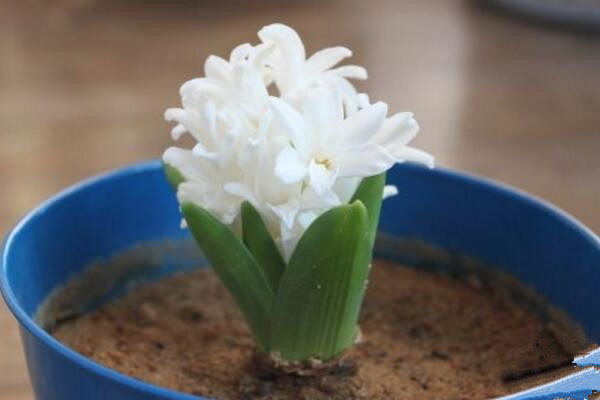 風信子為什么長不高，可能是因為日常管理不當造成