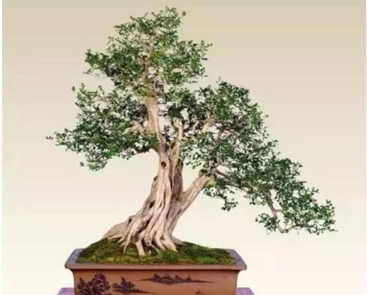 九里香的養(yǎng)殖方法和修剪，光照土壤要嚴(yán)控