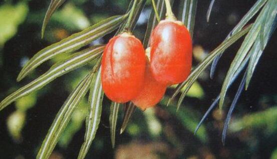 紅豆杉怎么修剪，紅豆杉修剪方法