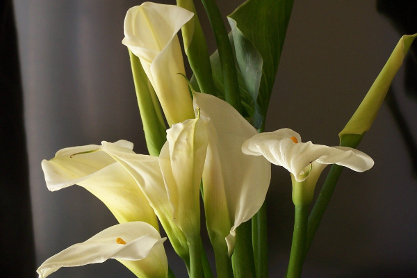 馬蹄蓮種球怎么種植，上盆前先對種球清洗消毒