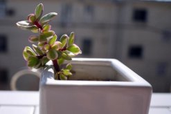 雅樂(lè)之舞放在哪里養(yǎng)好，放在這些位置才能滿(mǎn)足植株的生長(zhǎng)