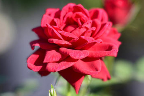 小盆玫瑰花的養(yǎng)殖方法