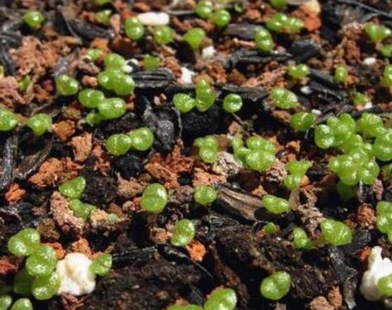 碧光環(huán)怎么播種，做好五個(gè)步驟三天快速發(fā)芽