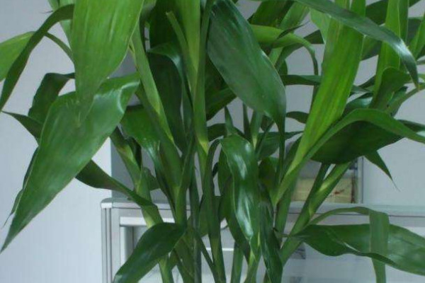 轉(zhuǎn)運竹葉子發(fā)黃怎么辦