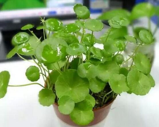 銅錢草泡水喝的作用，利尿排石、抗炎消炎