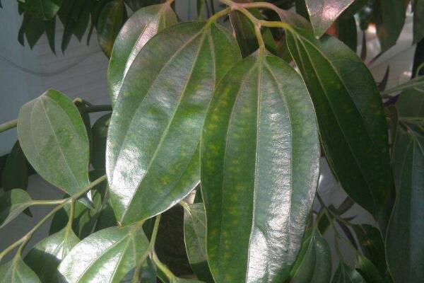 平安樹葉尖發(fā)黑怎么辦，找到原因及時(shí)處理