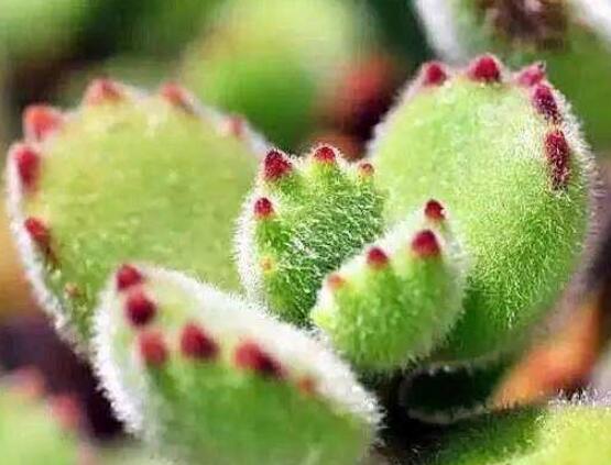 熊童子徒長怎么辦，做好四個要點(diǎn)生長健壯飽滿