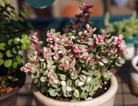 雅樂(lè)之舞怎么修剪，流枝修剪最為簡(jiǎn)單(應(yīng)用廣泛)