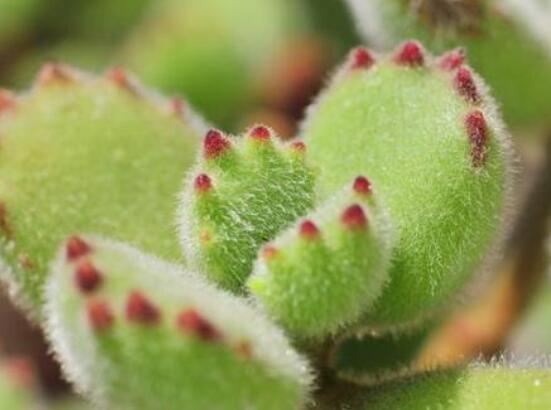 熊童子怎么養(yǎng)開花，做好五個要點花開爆盆