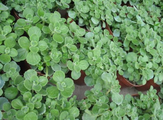 碰碰香怎么養(yǎng)茂盛，只需做好五個要點盆盆爆滿