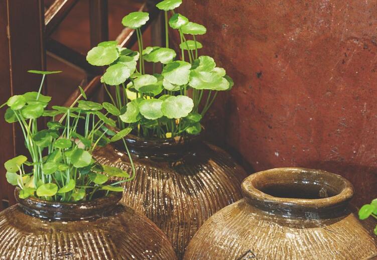 銅錢草適合放臥室嗎，不僅可以放并且作用也特別大