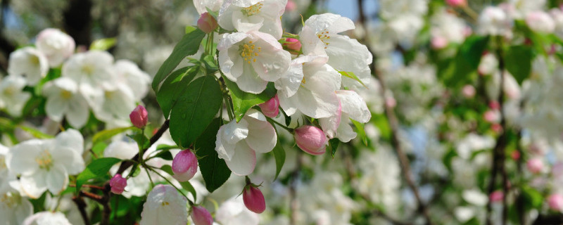 海棠花冬天在室外可以養(yǎng)嗎
