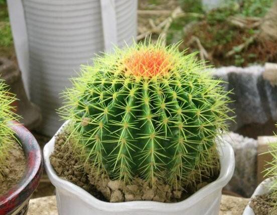 仙人球的擺放風水，陽臺、玄關(guān)、書房為風水最好