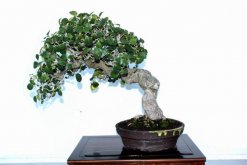 榕樹盆景能不能放家里（可以放），榕樹具有擋煞、化解不利的作用