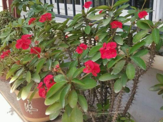 虎刺梅花瓣有毒嗎，皮膚接觸紅腫發(fā)癢/誤食惡心嘔吐