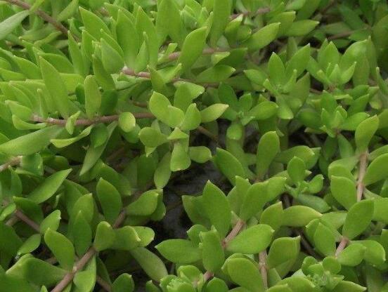 關(guān)于玉樹開花的迷信說法，（玉樹開花人離世）是假的