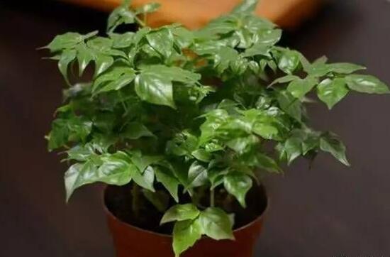 平安樹怎么養(yǎng)才茂盛，平安樹的養(yǎng)殖方法