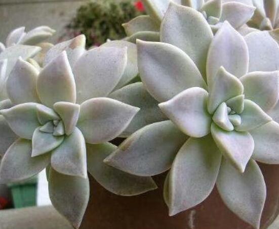 寶石花的花語是什么，代表著一種永不凋謝的愛、大富大貴