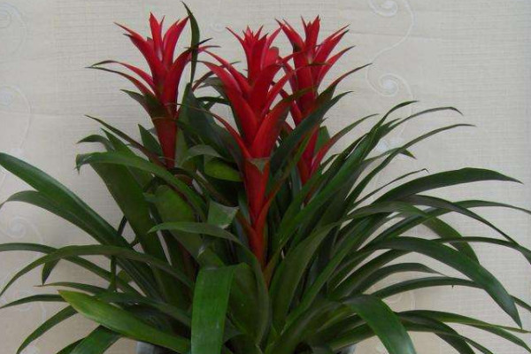 鴻運當頭和鳳梨的區(qū)別