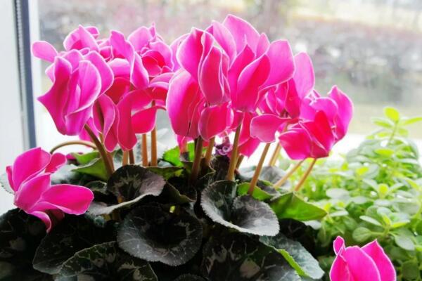 仙客來(lái)花期養(yǎng)護(hù)及花后管理，最重要的5個(gè)步驟