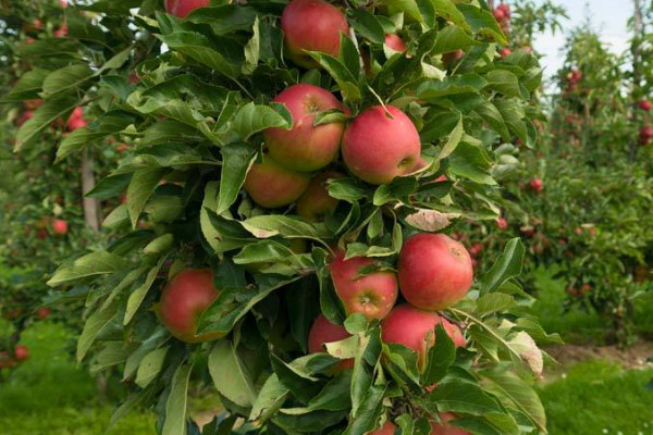 蘋(píng)果樹(shù)夏季修剪方法