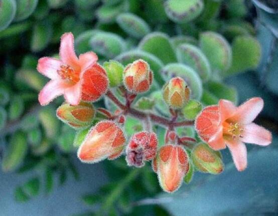 熊童子怎么養(yǎng)開花，做好五個要點花開爆盆