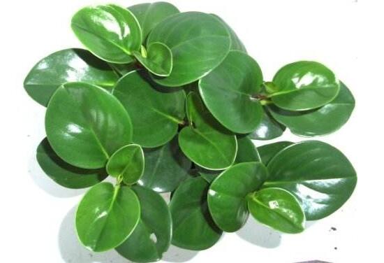 碧玉葉子發(fā)黃怎么辦，教你五步讓它重新恢復(fù)生機(jī)