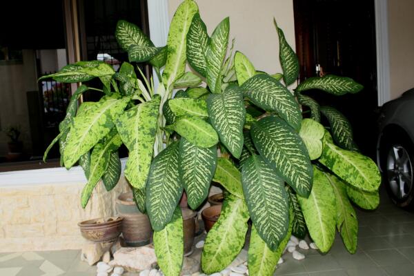 萬(wàn)年青的養(yǎng)殖方法和注意事項(xiàng):土壤適宜/溫度適中/切勿暴曬/合理澆水