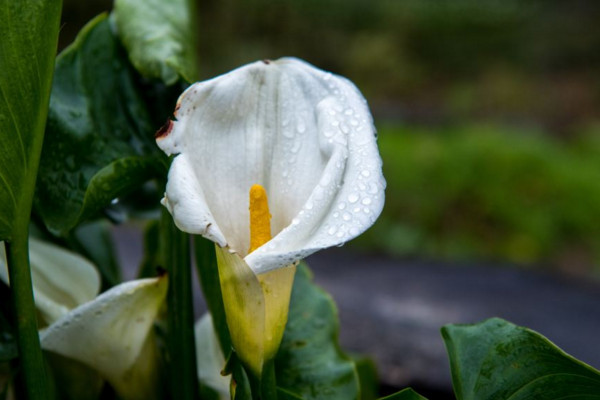 海芋花和馬蹄蓮的區(qū)別，海芋花花色單一并不豐富
